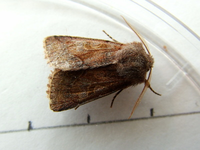 Hebrew Character
